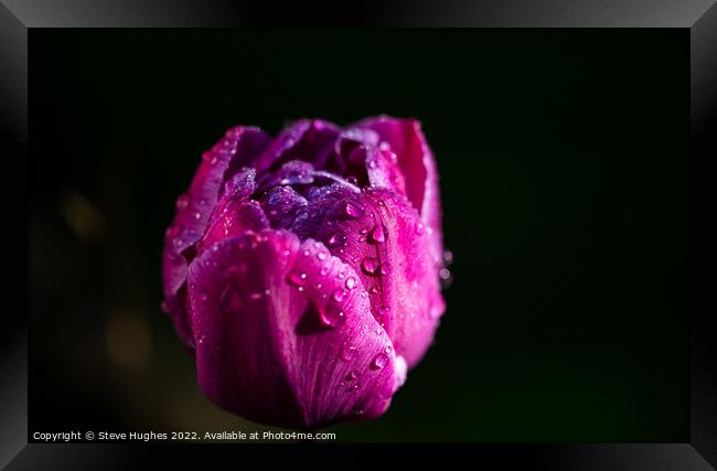Morning dew on the Tulip flower Framed Print by Steve Hughes