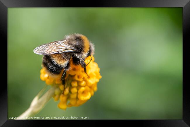Bee on orange ball Buddleia Framed Print by Steve Hughes