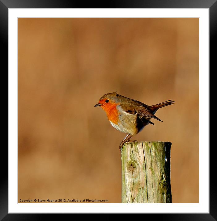 Resting Robin (Erithacus rubecula) Framed Mounted Print by Steve Hughes