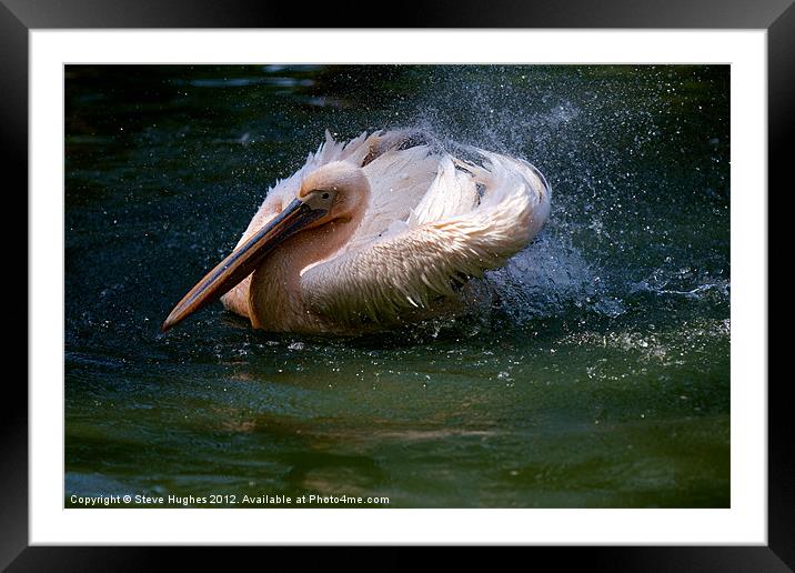 Splashing Pelican Framed Mounted Print by Steve Hughes
