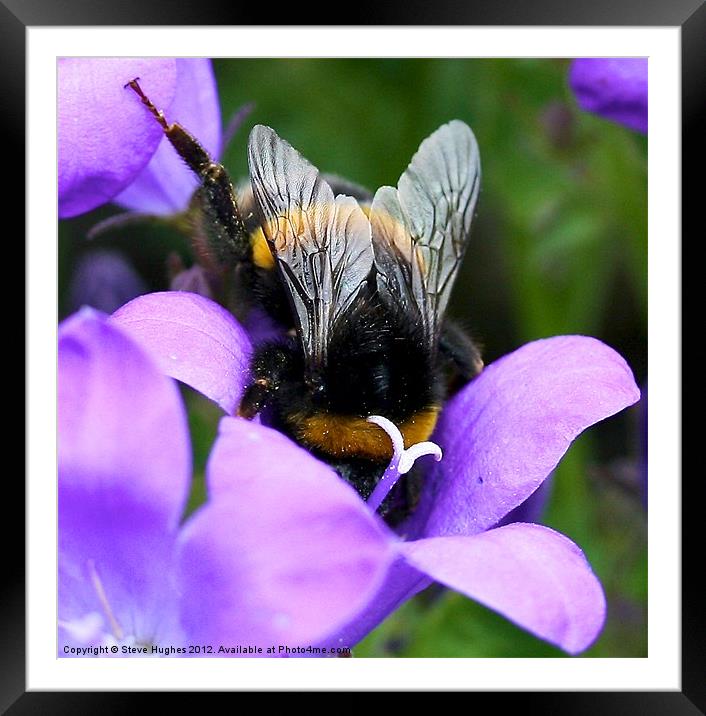 Purple Busy Bumble Bee macro Framed Mounted Print by Steve Hughes
