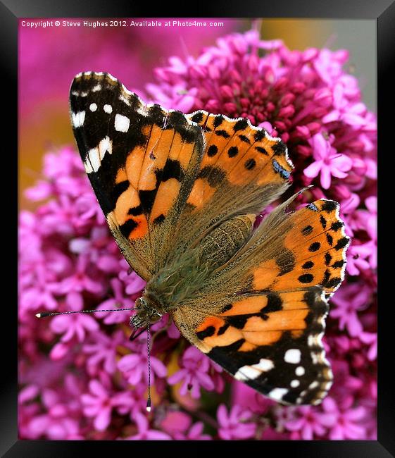 Painted Lady Butterfly Framed Print by Steve Hughes