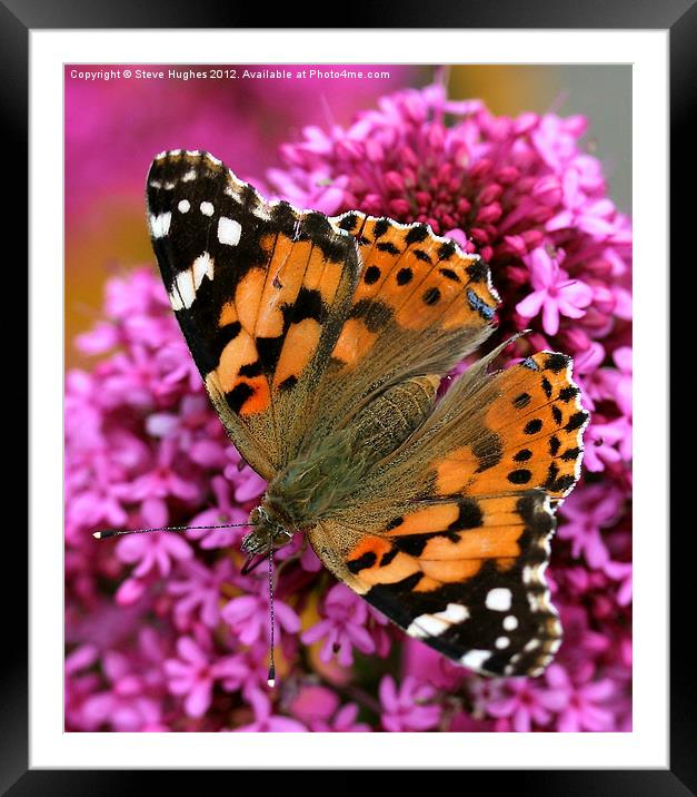 Painted Lady Butterfly Framed Mounted Print by Steve Hughes