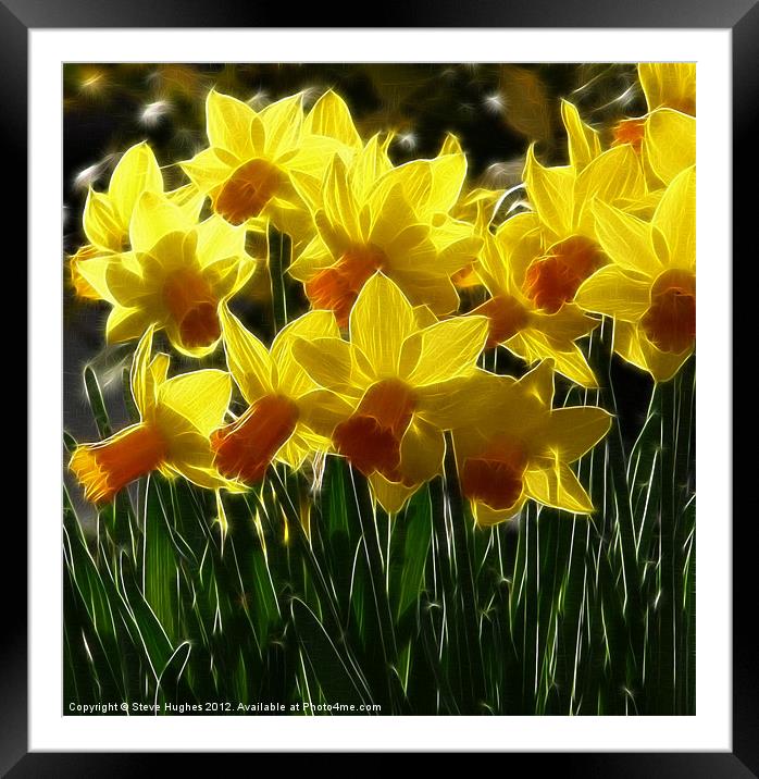 Spring Blooms Daffodils Framed Mounted Print by Steve Hughes