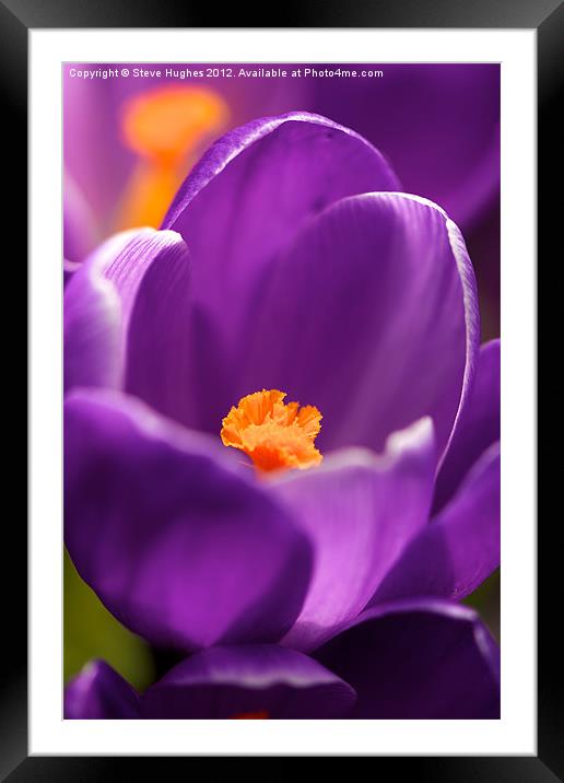 Spring Purple Crocus flower Framed Mounted Print by Steve Hughes