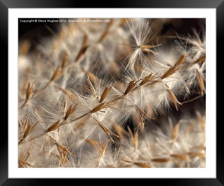 Feathery Seed Heads Framed Mounted Print by Steve Hughes