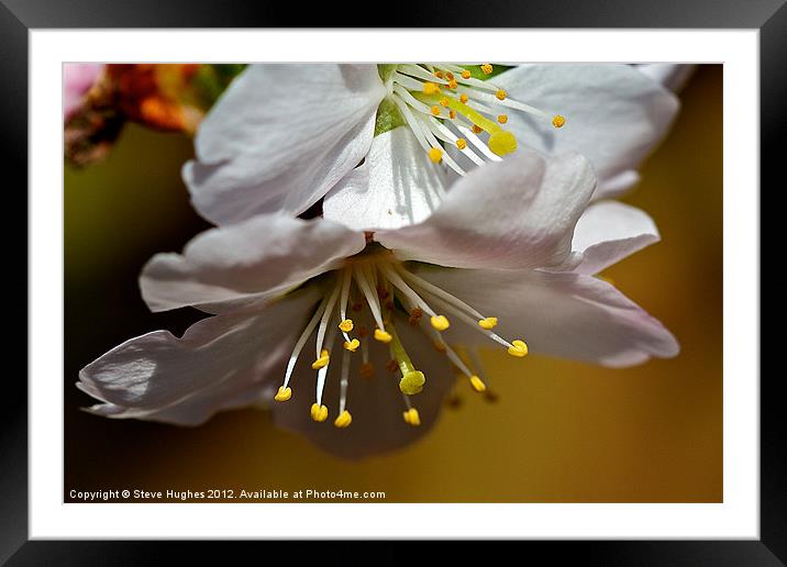 Cherry Blossom floral canvas print Framed Mounted Print by Steve Hughes