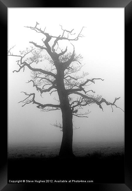 Misty tree in Winter Framed Print by Steve Hughes