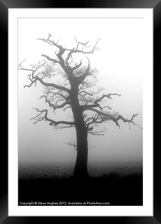 Misty tree in Winter Framed Mounted Print by Steve Hughes