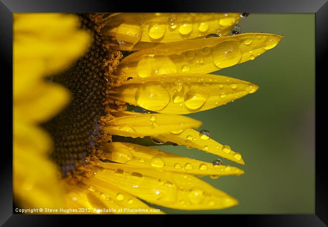Sunflower after the rain Framed Print by Steve Hughes