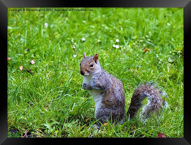 Spring Grey Squirrel Framed Print by Steve Hughes