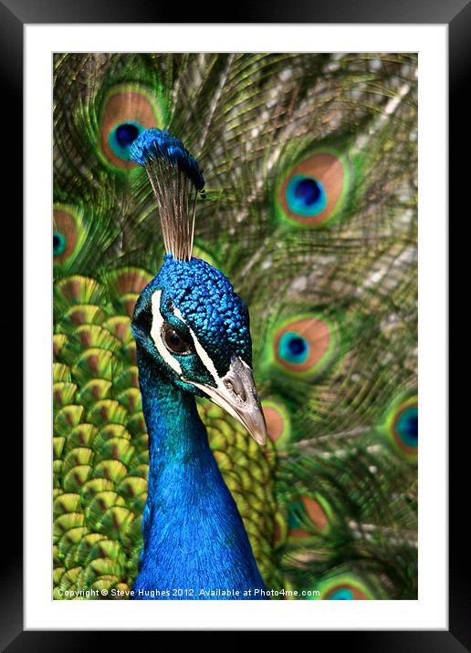 Peacock showing off Framed Mounted Print by Steve Hughes