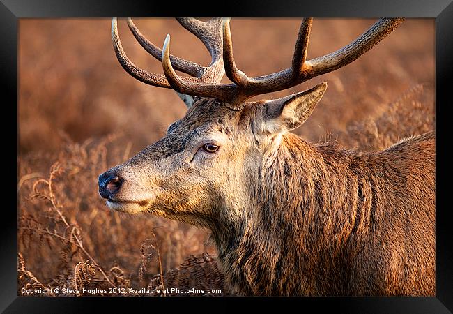Bushy Royal Park Deer Stag Framed Print by Steve Hughes