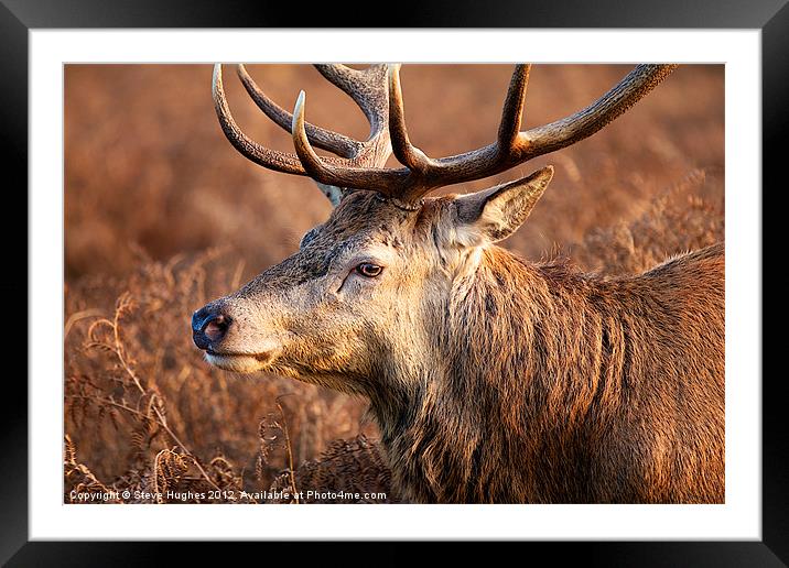 Bushy Royal Park Deer Stag Framed Mounted Print by Steve Hughes