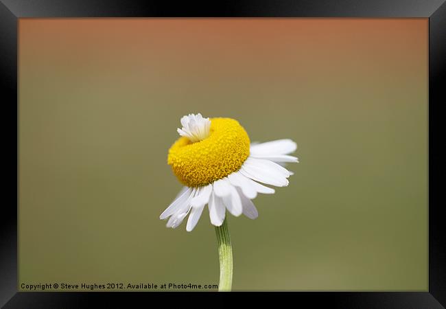 Daisy flower macro Framed Print by Steve Hughes