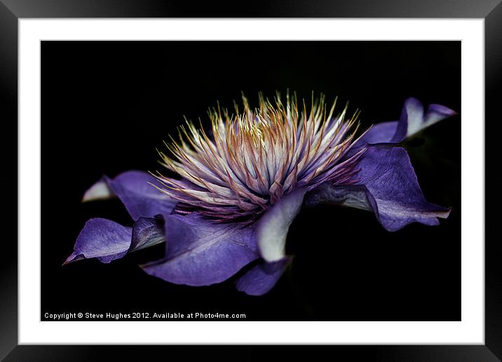 Purple Clematis flower Framed Mounted Print by Steve Hughes