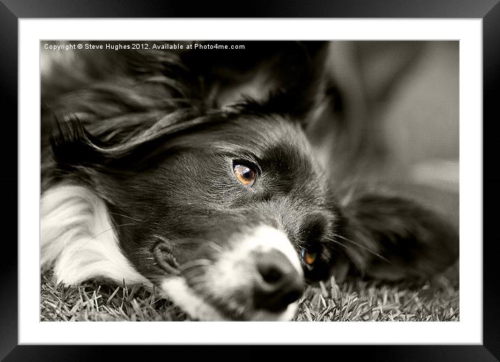 Loveable Rescued Border Collie dog Framed Mounted Print by Steve Hughes