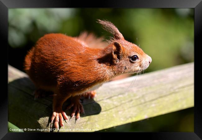 British Red Squirrel Framed Print by Steve Hughes