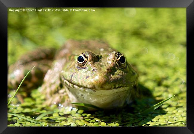 Frog enjoying the Summer Sunshine Framed Print by Steve Hughes