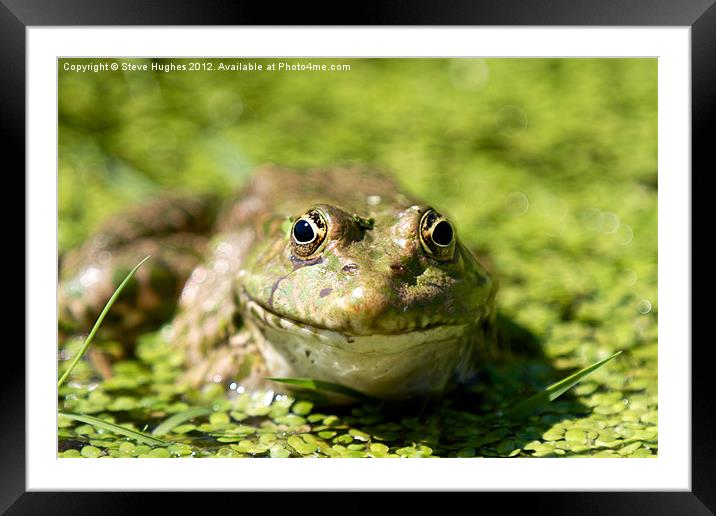 Frog enjoying the Summer Sunshine Framed Mounted Print by Steve Hughes