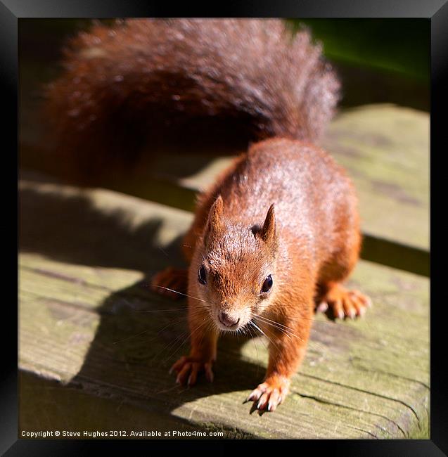 British Red Squirrel Framed Print by Steve Hughes