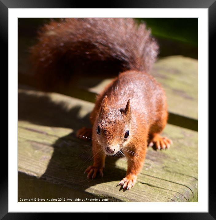 British Red Squirrel Framed Mounted Print by Steve Hughes