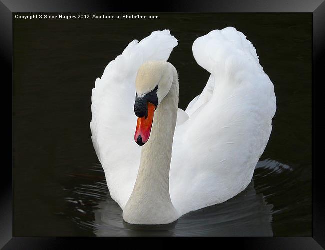 Imposing Mute Swan Framed Print by Steve Hughes
