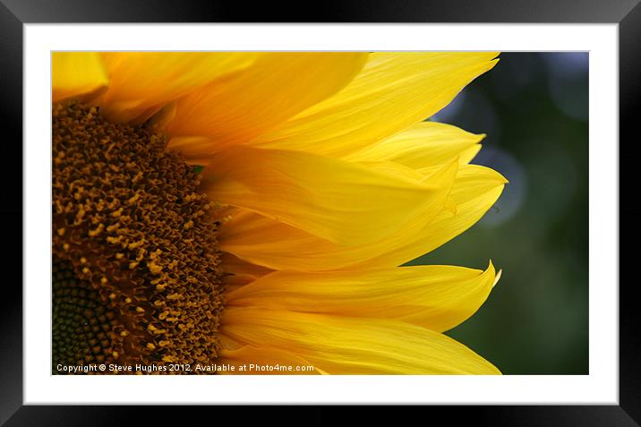 Sunflower in full bloom Framed Mounted Print by Steve Hughes