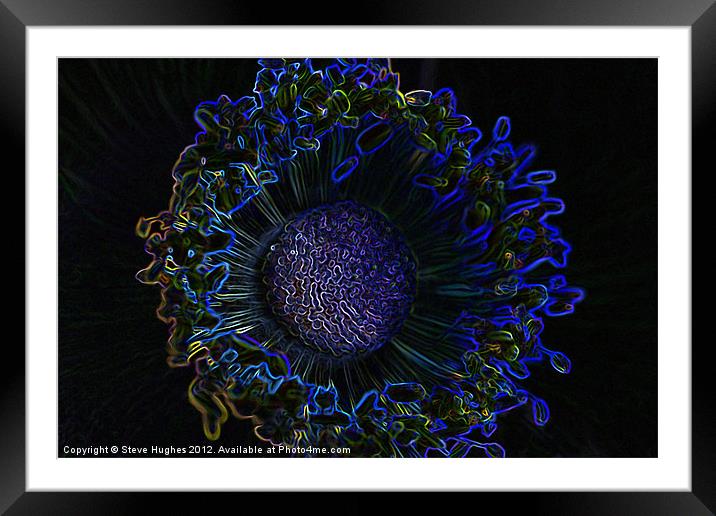 Glowing edges of an Anemone Framed Mounted Print by Steve Hughes