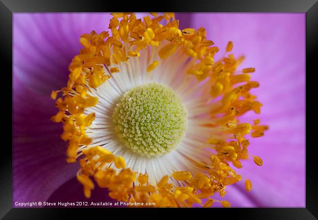 Macro of Anemone flower Framed Print by Steve Hughes