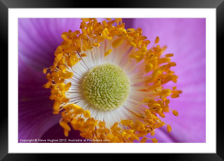 Macro of Anemone flower Framed Mounted Print by Steve Hughes