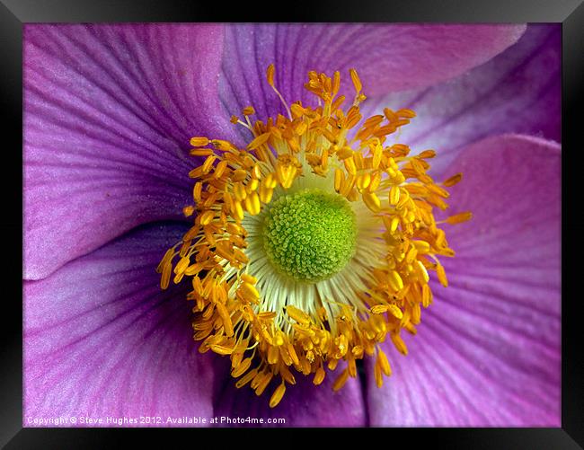 Pink Anemone flower macro Framed Print by Steve Hughes