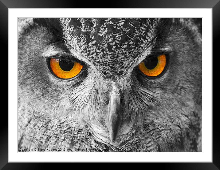 European Eagle Owl Bright eyes Framed Mounted Print by Steve Hughes