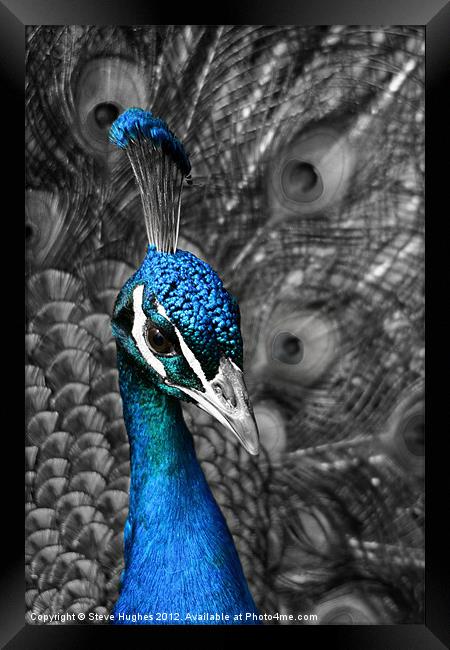 Blue Peacock Framed Print by Steve Hughes