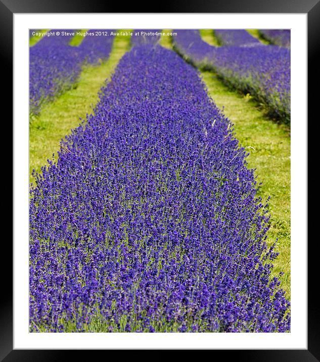 Mayfield Lavender Fields Framed Mounted Print by Steve Hughes