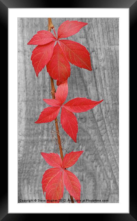 Three red leaves against fence Framed Mounted Print by Steve Hughes