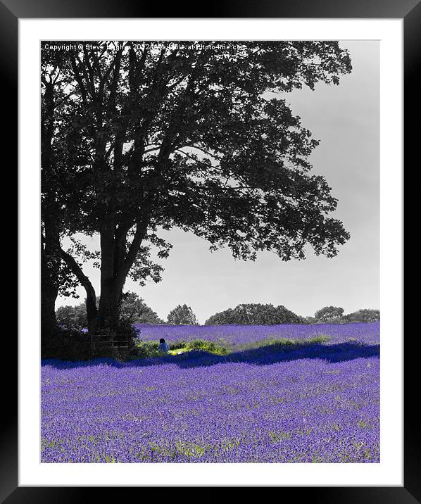 Purple Mayfield Lavender Framed Mounted Print by Steve Hughes