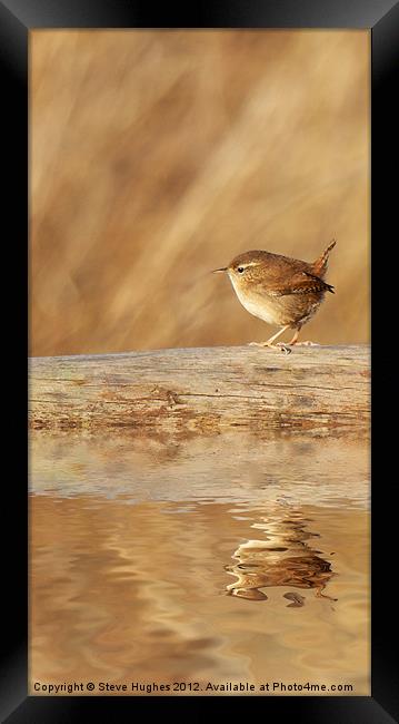 Wren reflections Framed Print by Steve Hughes