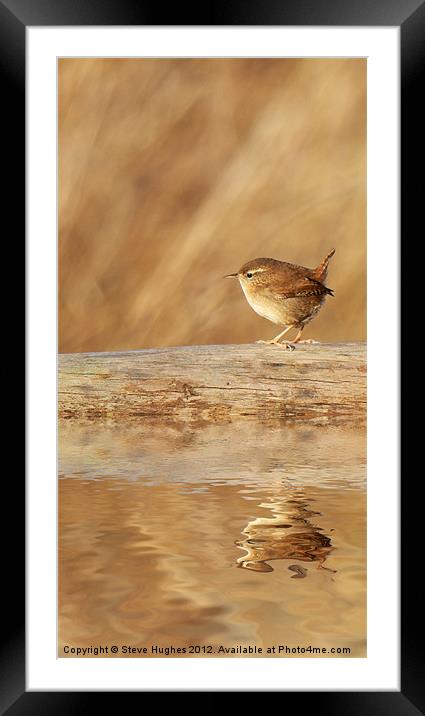 Wren reflections Framed Mounted Print by Steve Hughes