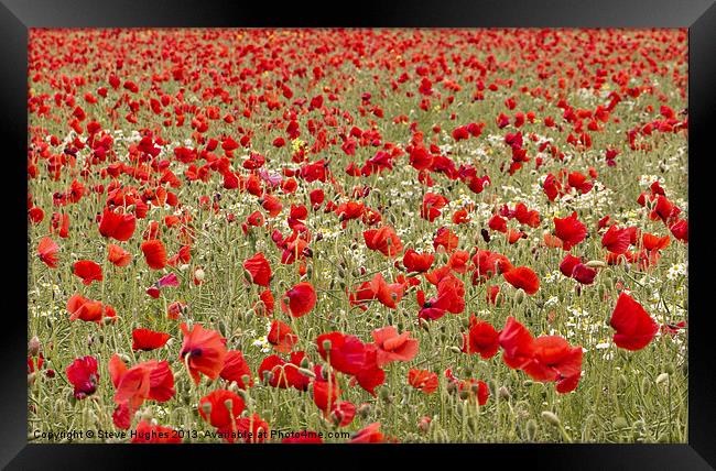 Sea of red Poppies Framed Print by Steve Hughes