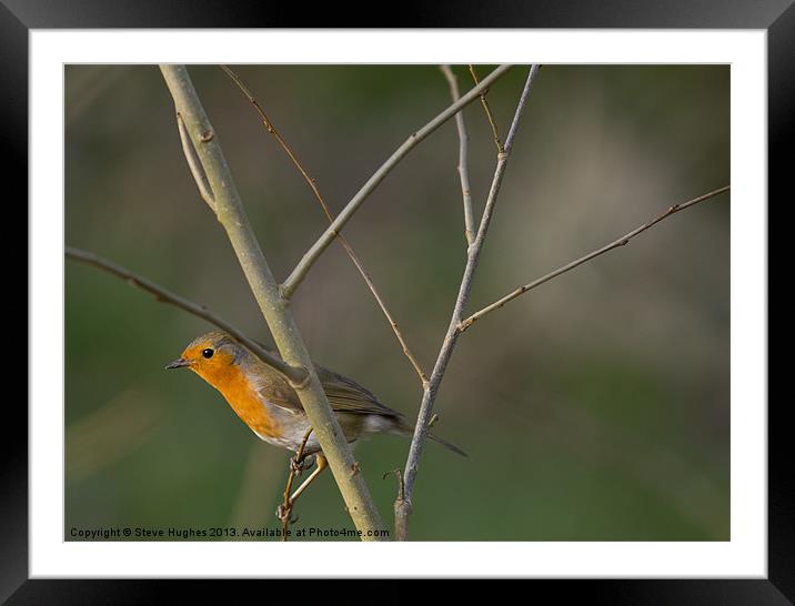 Perched Robin (Erithacus rubecula) Framed Mounted Print by Steve Hughes