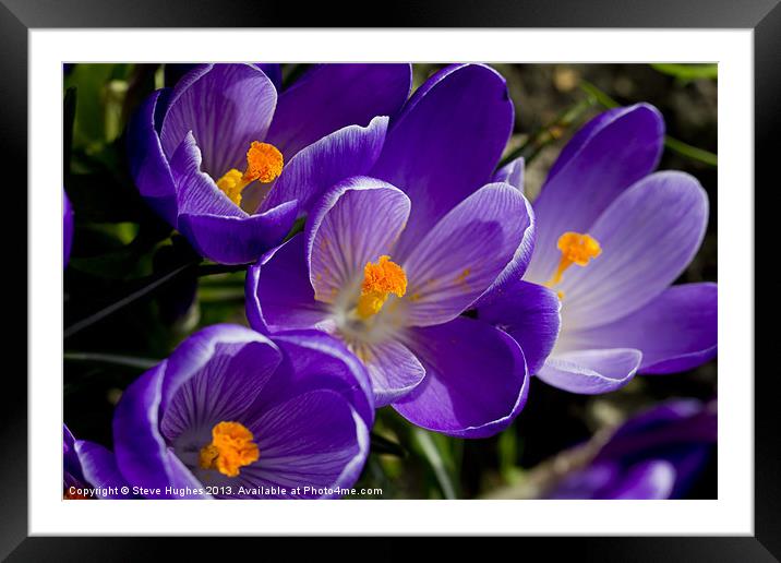 First Spring flowers Framed Mounted Print by Steve Hughes
