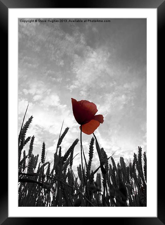 Red Poppy Amongst the Wheat Framed Mounted Print by Steve Hughes