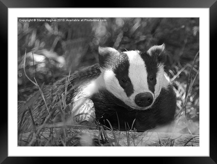 Black & white Badger Mustelidae Framed Mounted Print by Steve Hughes