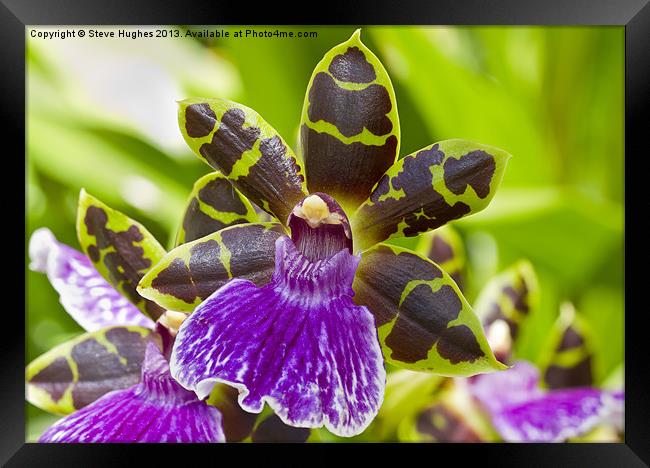 Orchid at R.H.S. Wisley Framed Print by Steve Hughes