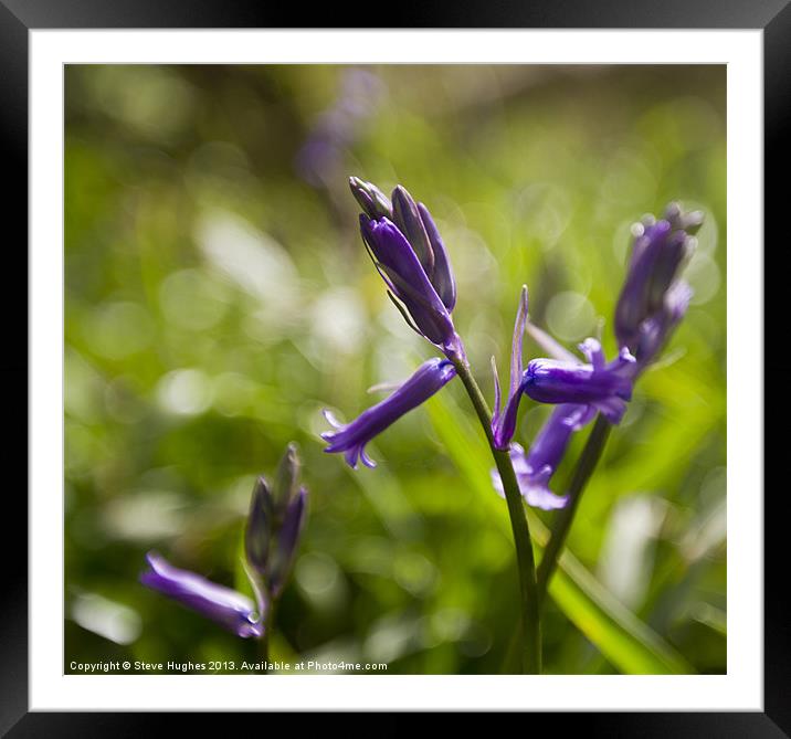 Bluebells in Spring sunshine Framed Mounted Print by Steve Hughes