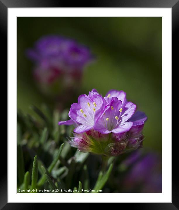 Tiny Purple Alpine flower Framed Mounted Print by Steve Hughes