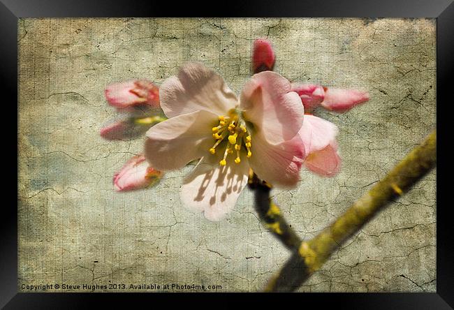 Textured Cherry Blossom Framed Print by Steve Hughes