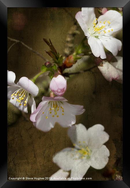 Cherry Blossom with texture Framed Print by Steve Hughes