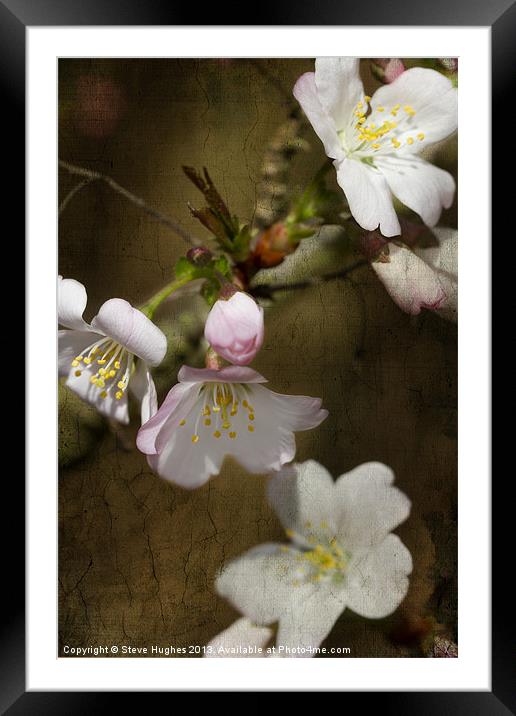 Cherry Blossom with texture Framed Mounted Print by Steve Hughes